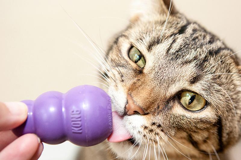 Tabby cat licking purple KONG toy