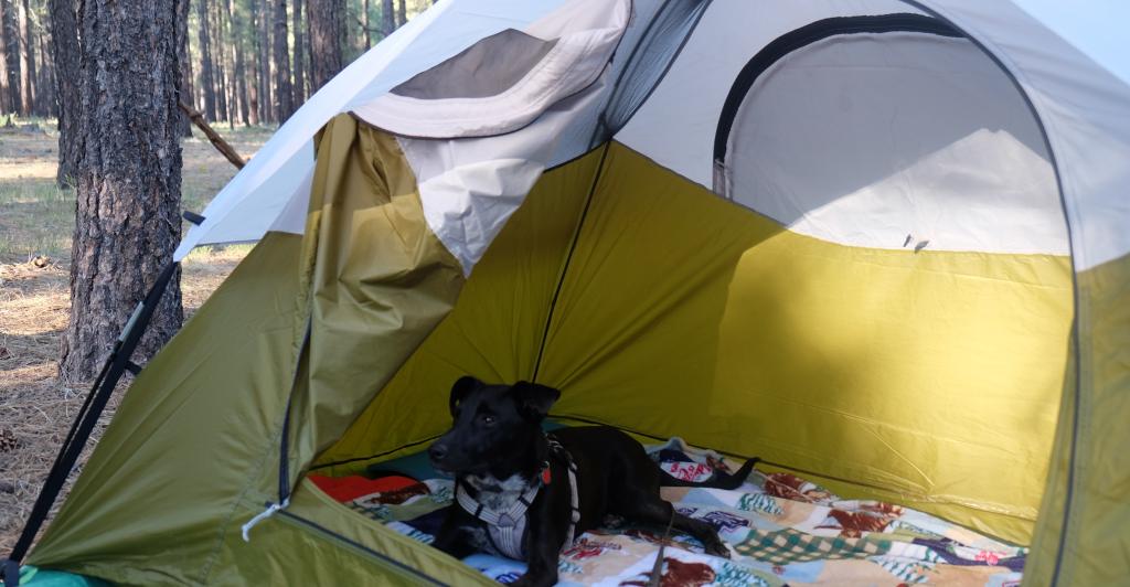 Tent with dog